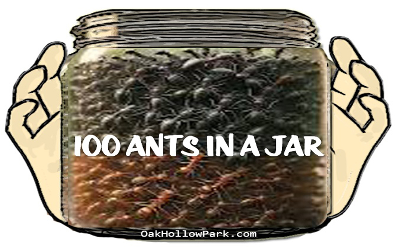 100 Ants In A Jar - Oak Hollow Park